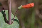 Scarlet beardtongue